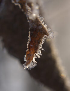 Blatt mit Eiskristallen